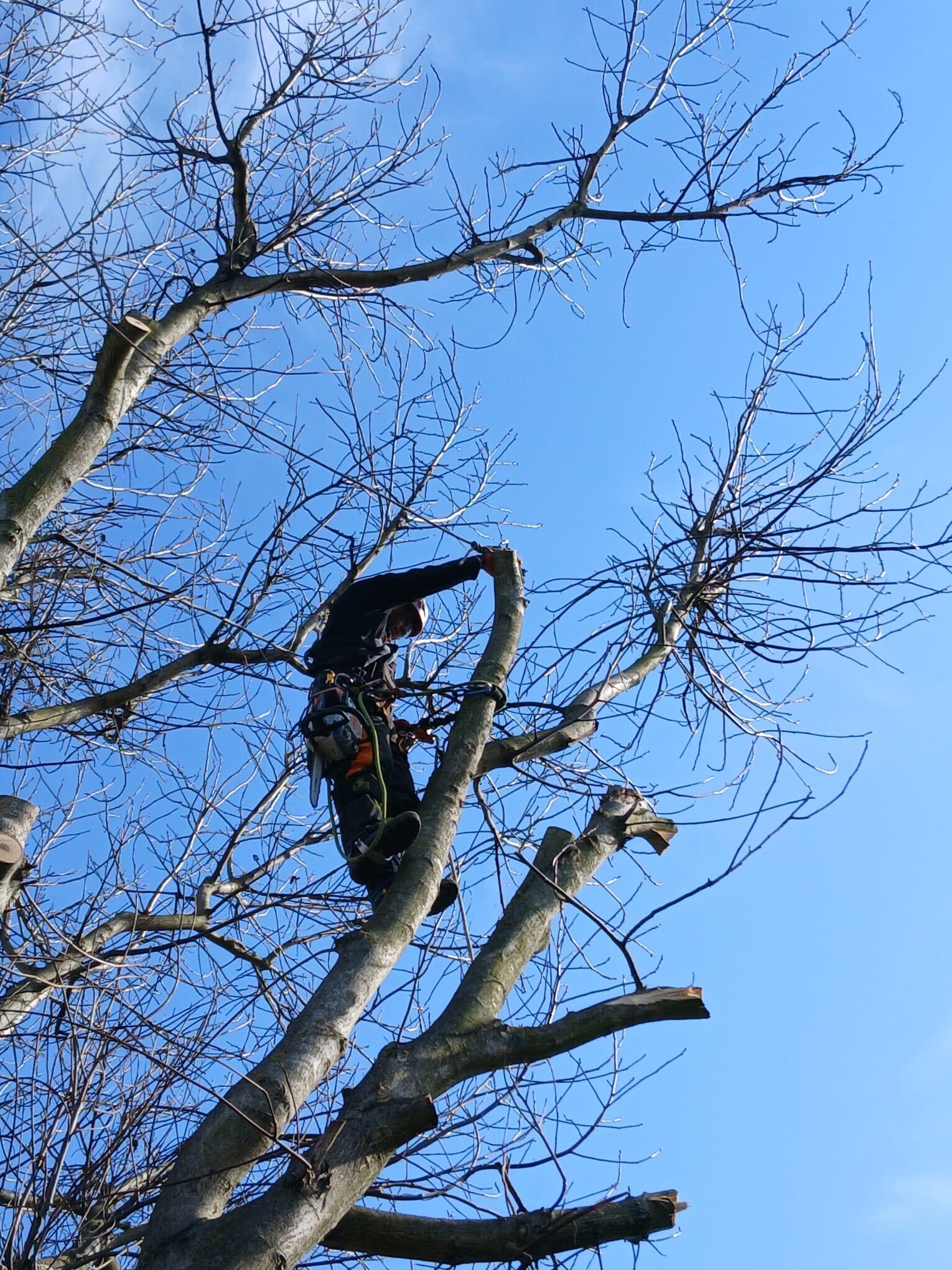 Arborista při rizikovém kácení vzrostlého stromu